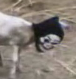 The Grim Sheeper